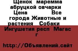 Щенок  маремма абруцкой овчарки › Цена ­ 50 000 - Все города Животные и растения » Собаки   . Ингушетия респ.,Магас г.